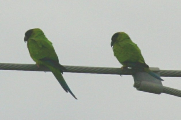 nendayparakitt - ML461515281