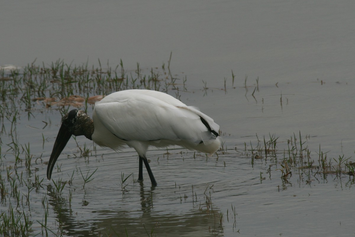 amerikastork - ML461515461