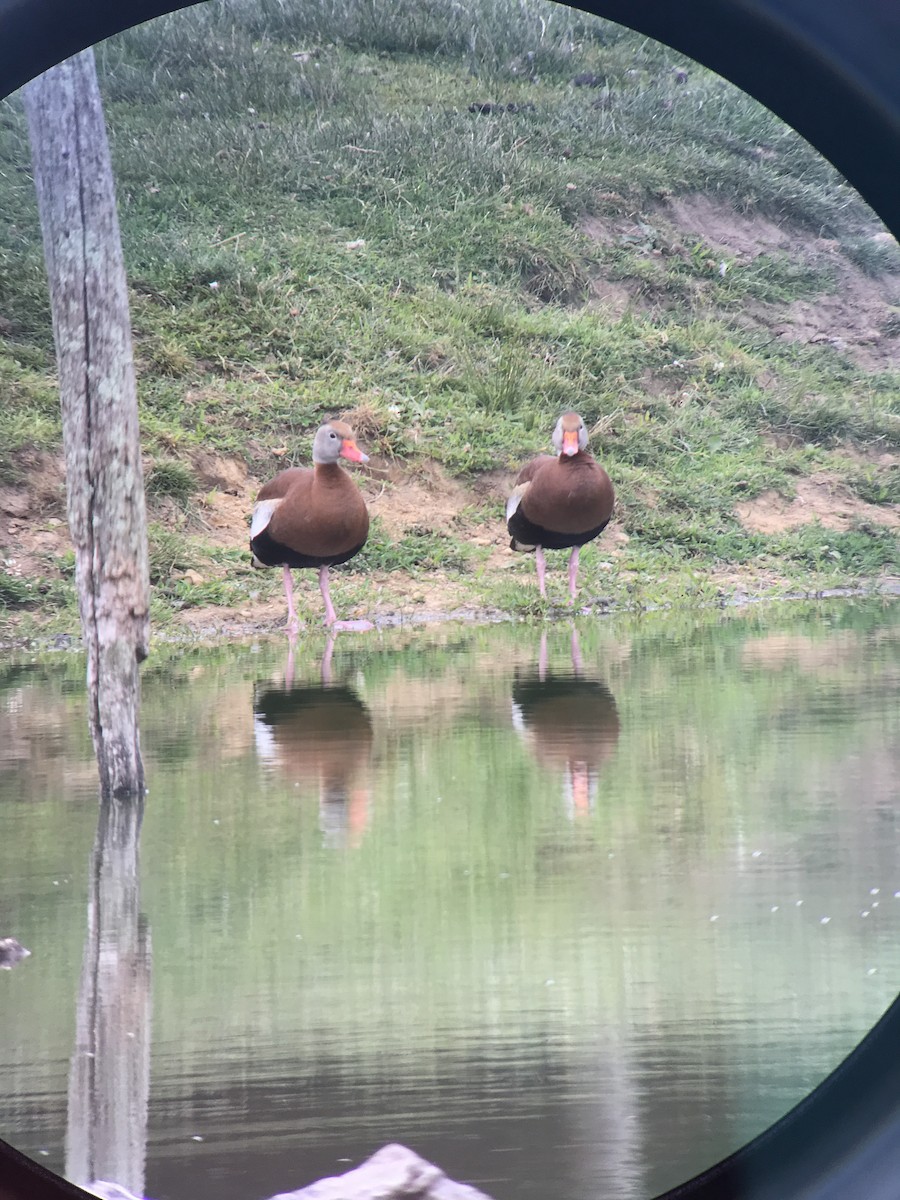 Black-bellied Whistling-Duck - ML461516971