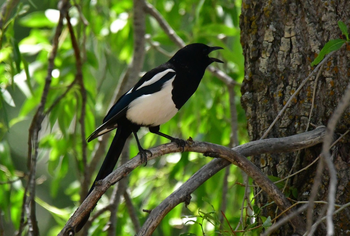 Black-billed Magpie - ML461517171