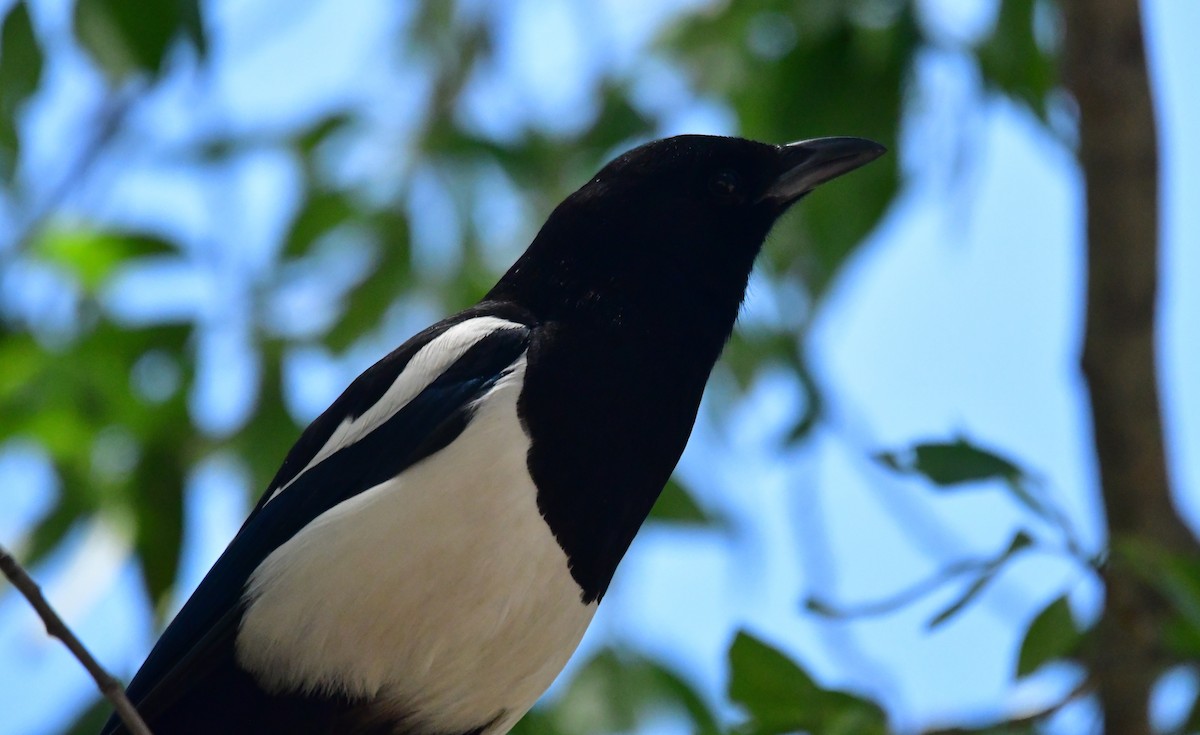 Black-billed Magpie - ML461517231