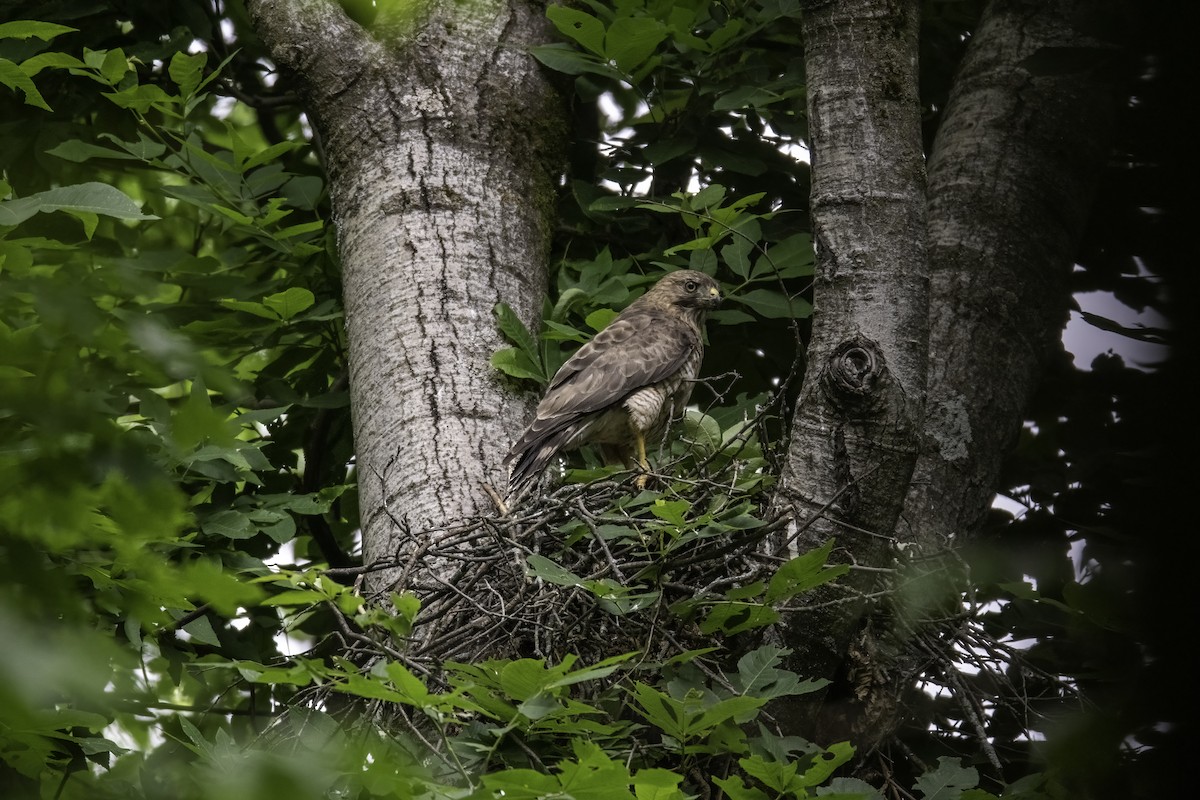 Broad-winged Hawk - ML461517581