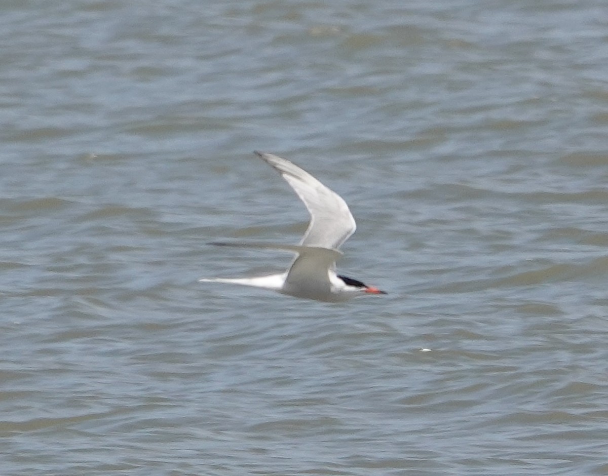 Common Tern - ML461517951