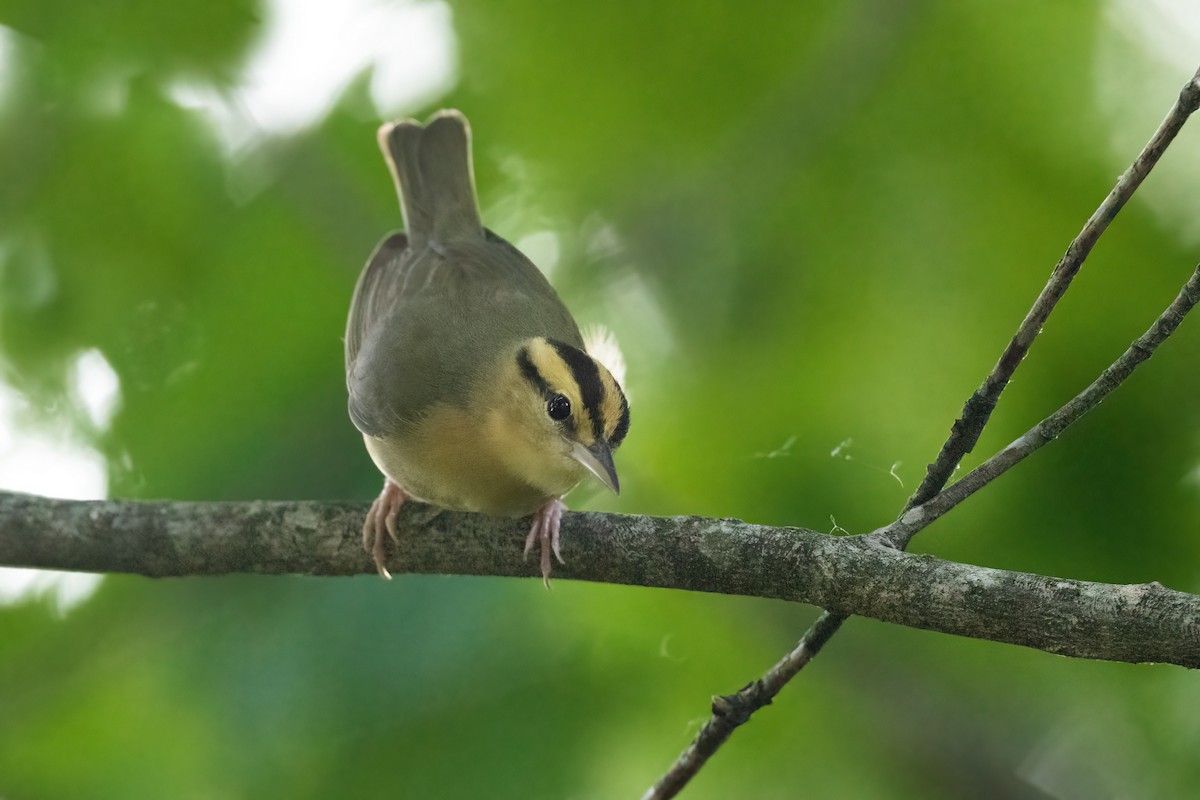 Paruline vermivore - ML461518721