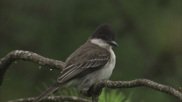 Tyran tête-police (groupe caudifasciatus) - ML461519