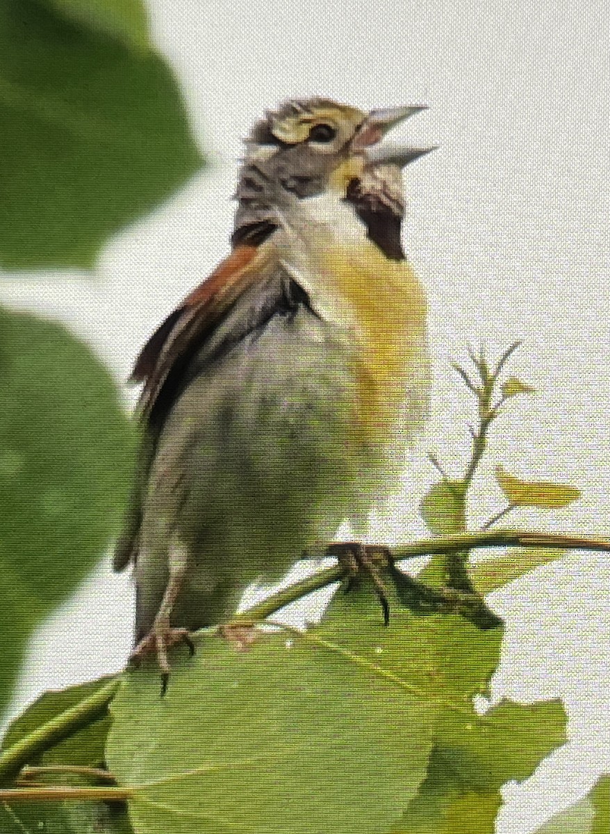 Dickcissel - ML461519191