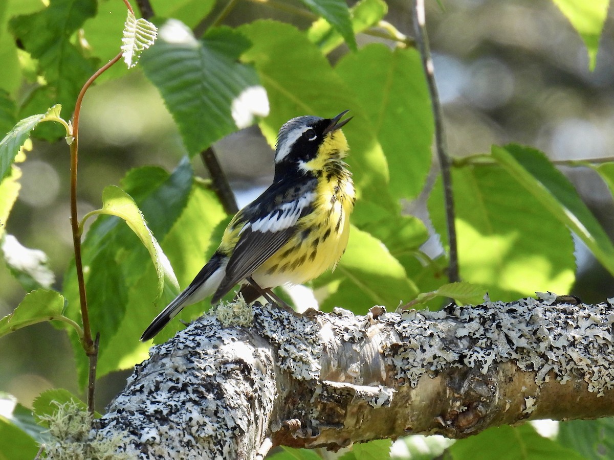 Magnolia Warbler - Jeanne Tucker