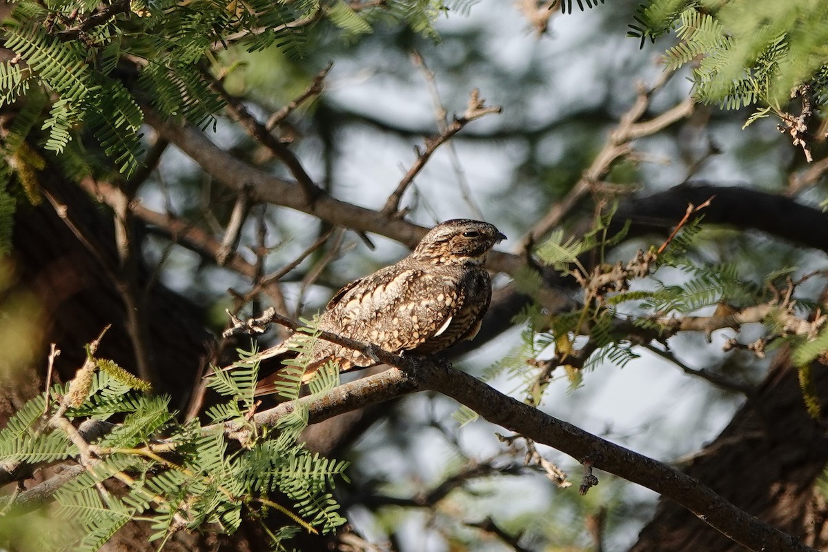 Lesser Nighthawk - J.K. R.