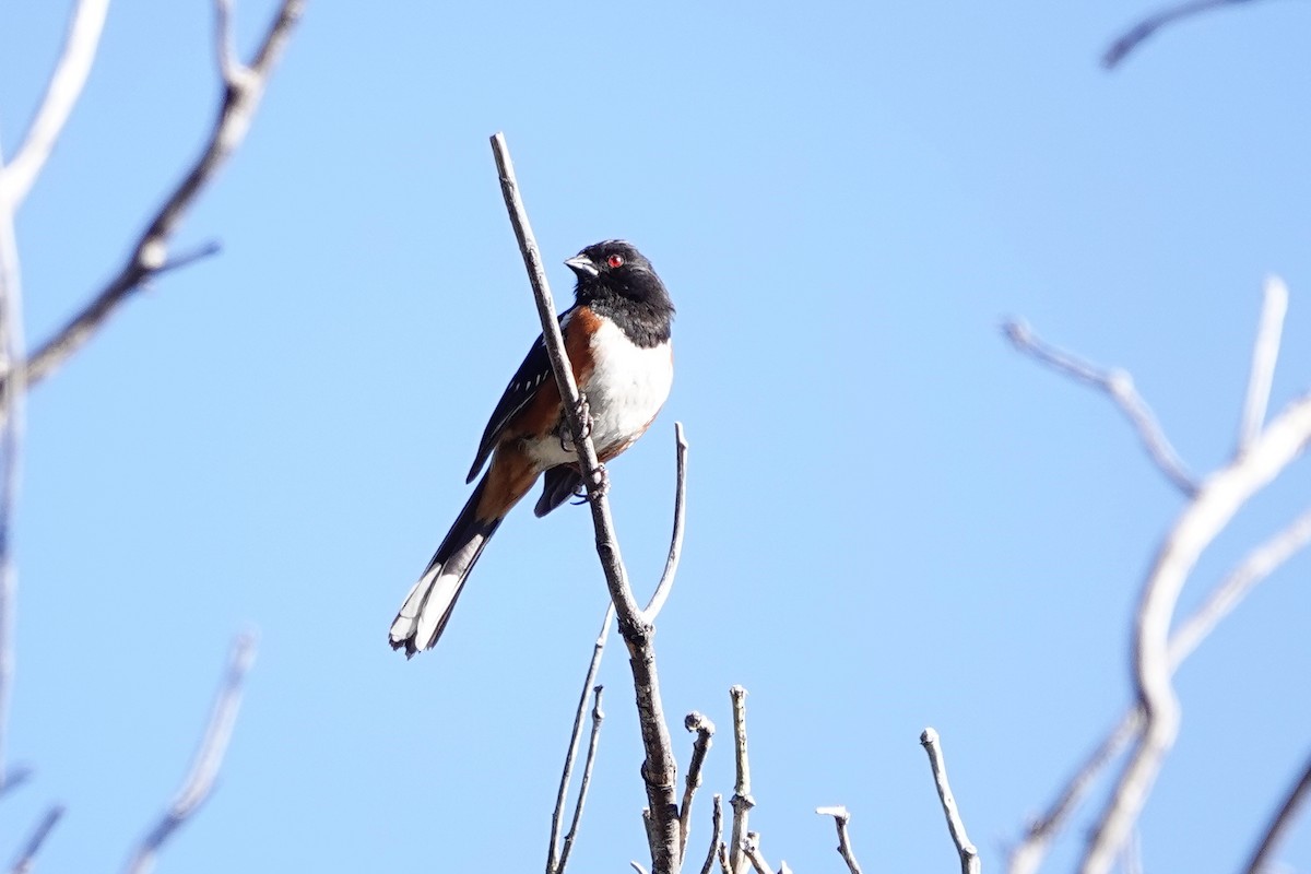 Spotted Towhee - ML461520341