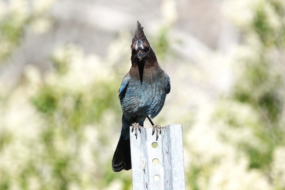 Steller's Jay - ML461520411