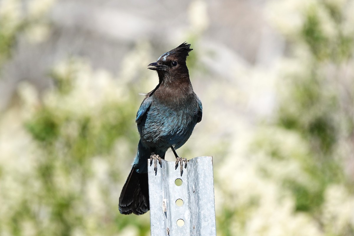 Steller's Jay - ML461520431