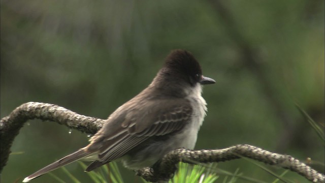 Tyran tête-police (groupe caudifasciatus) - ML461521