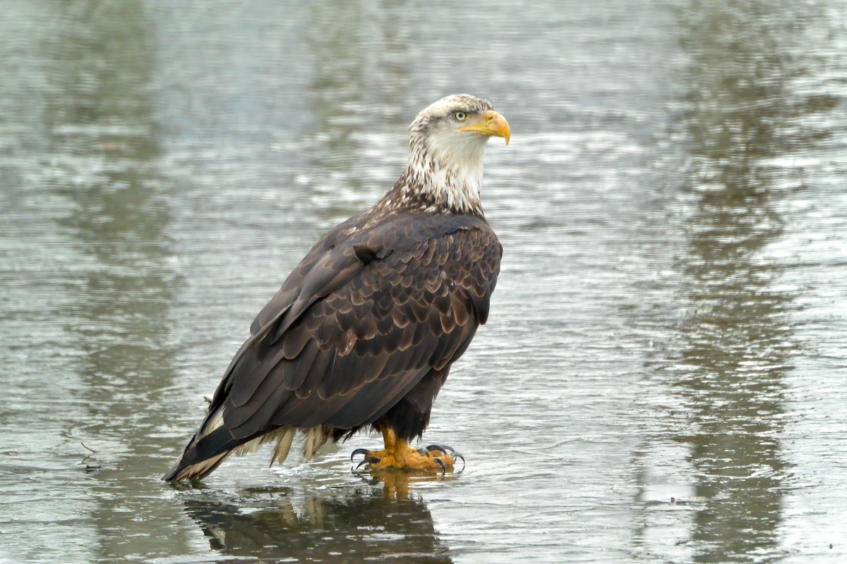 Bald Eagle - Sam MacTavish