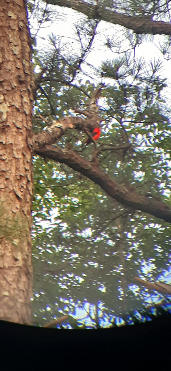 Scarlet Tanager - ML461521321