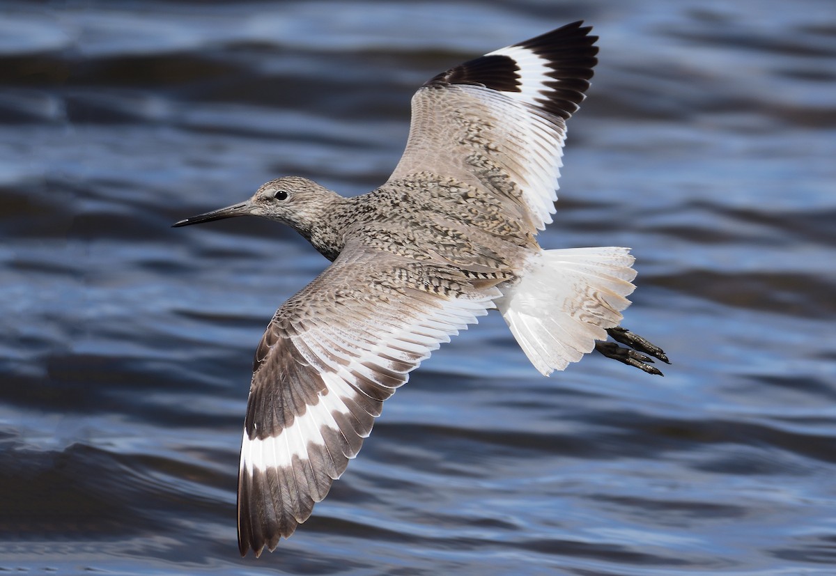 Willet - ML461522541