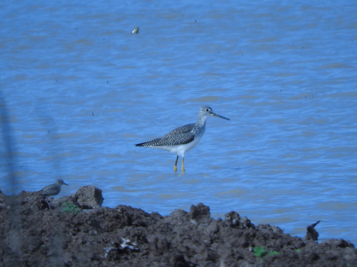 Greater Yellowlegs - ML461522931