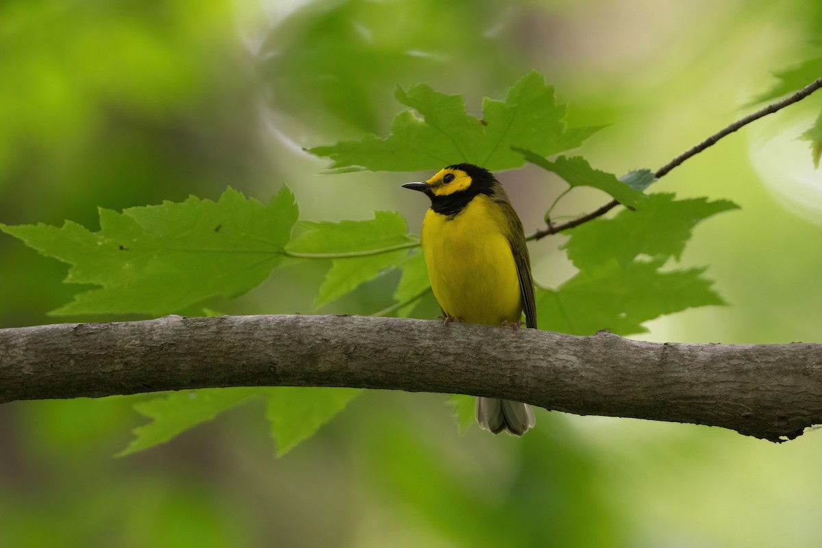 Hooded Warbler - ML461522981