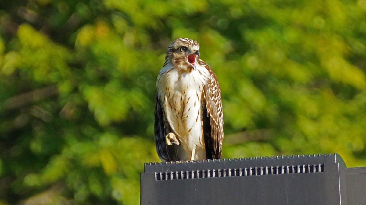 Red-shouldered Hawk - ML461523041