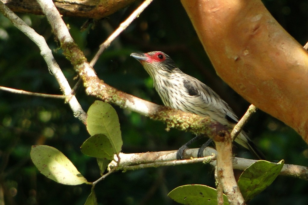 Black-tailed Tityra - ML46152401