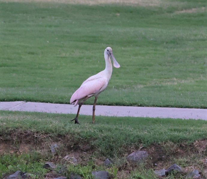Roseate Spoonbill - ML461524441