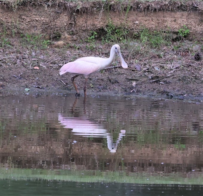 Roseate Spoonbill - ML461524451