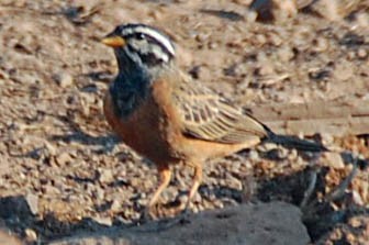 Cinnamon-breasted Bunting - ML461524471