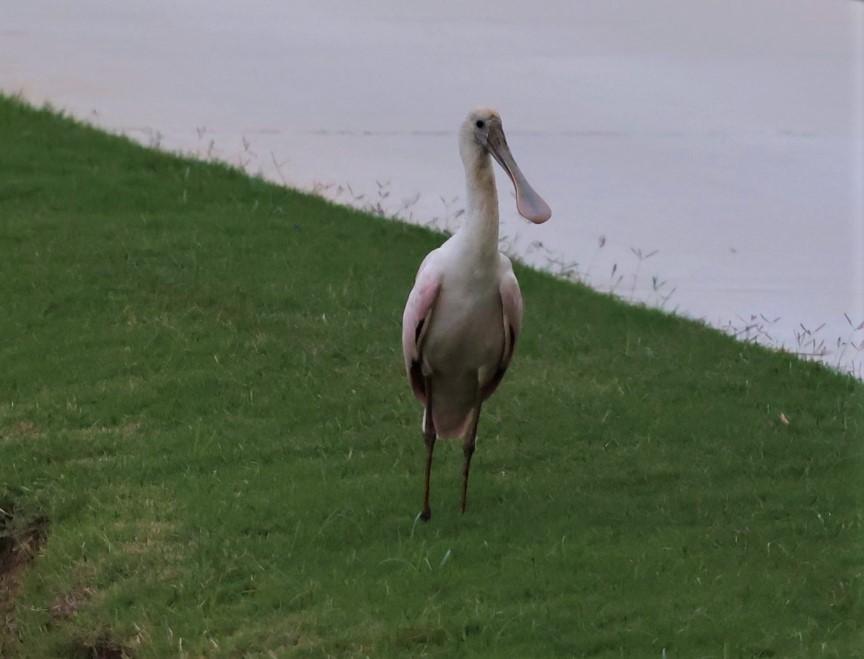 Roseate Spoonbill - ML461524671