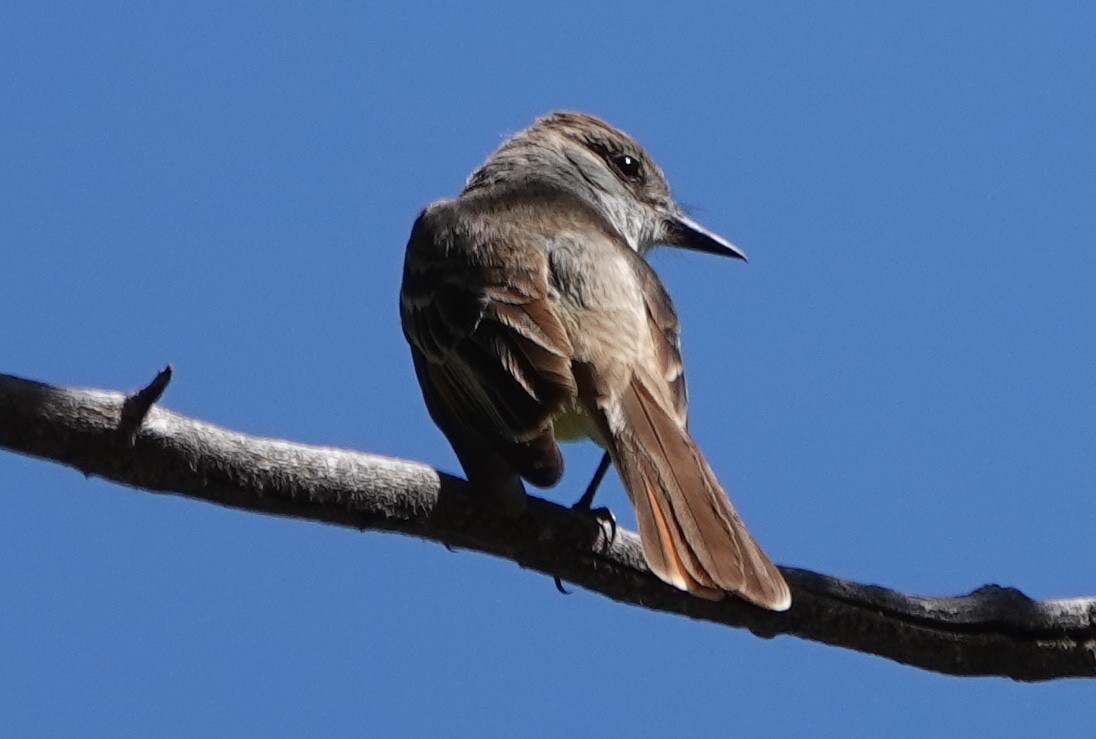 Ash-throated Flycatcher - ML461524681