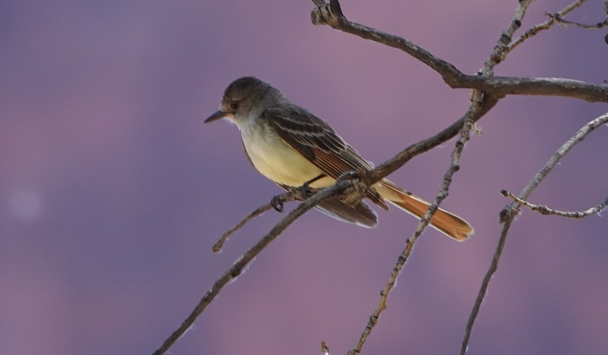 Ash-throated Flycatcher - ML461524741