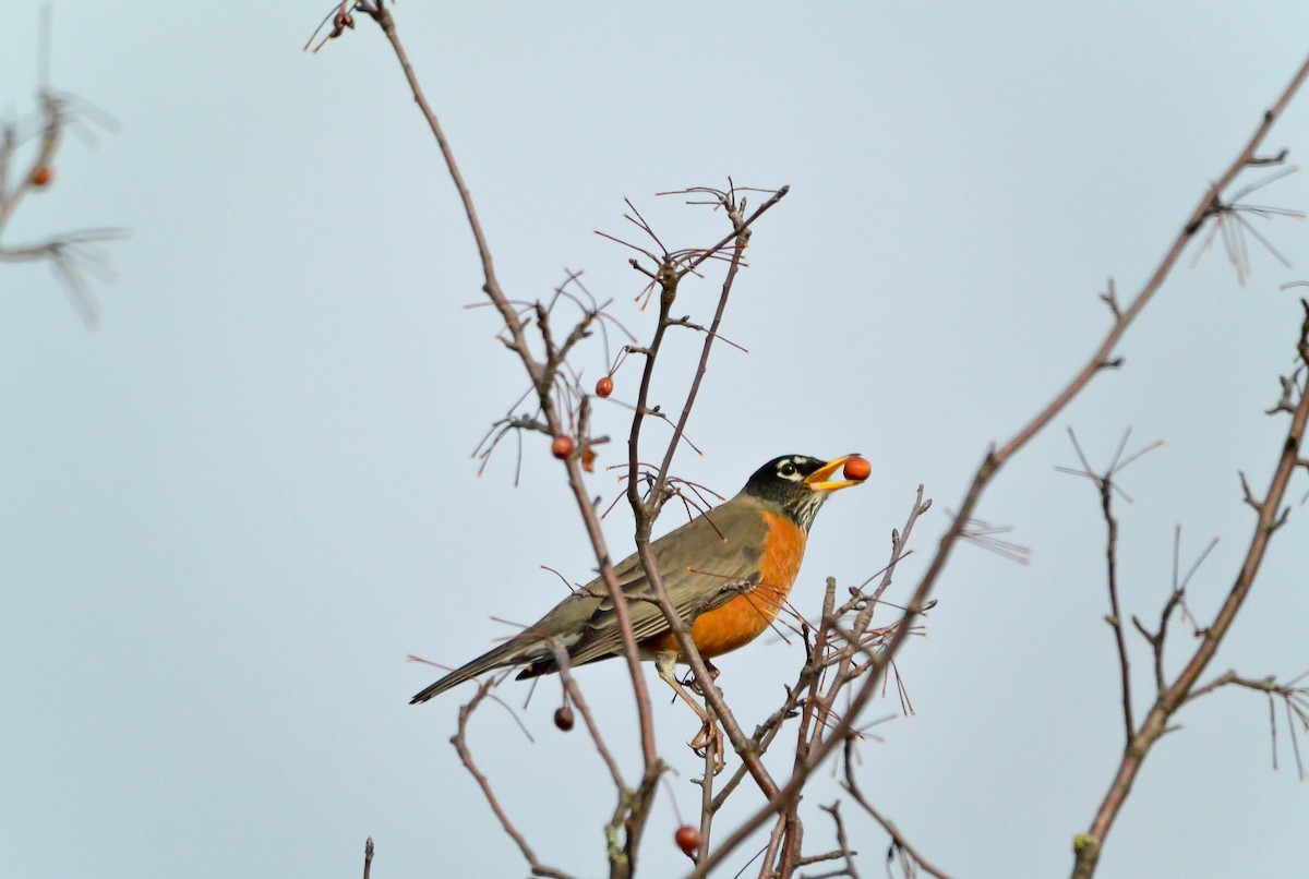 American Robin - ML46152491