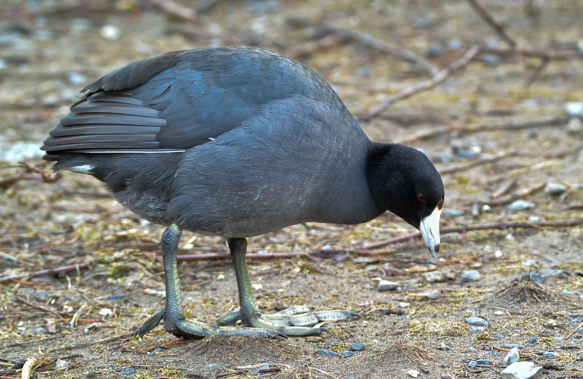 American Coot - ML46152541