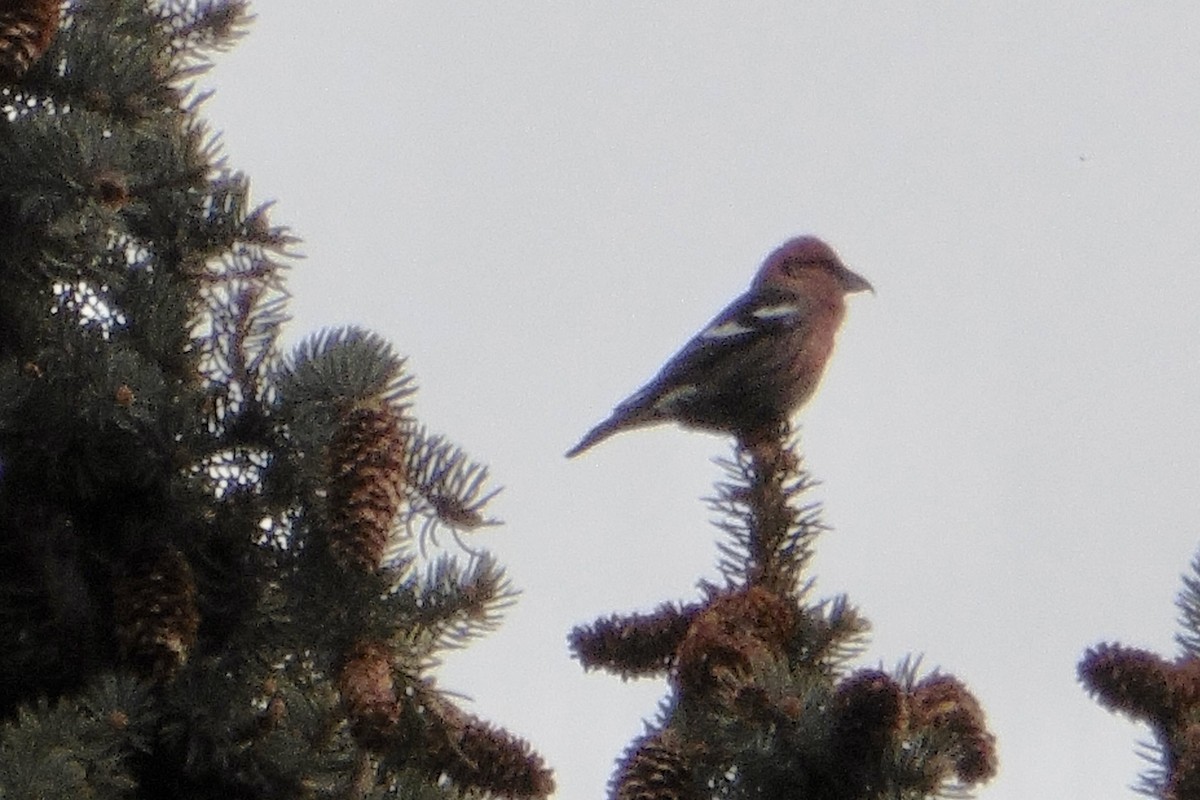 White-winged Crossbill - ML461525521