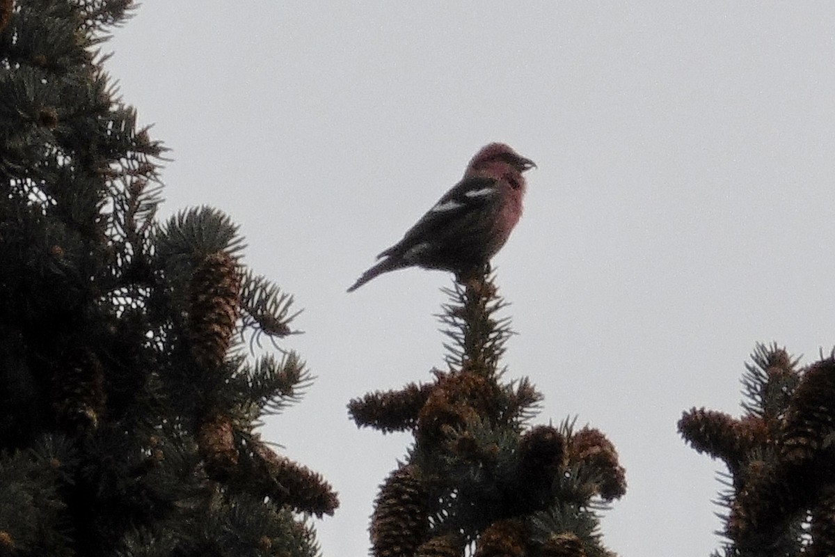 White-winged Crossbill - ML461525531