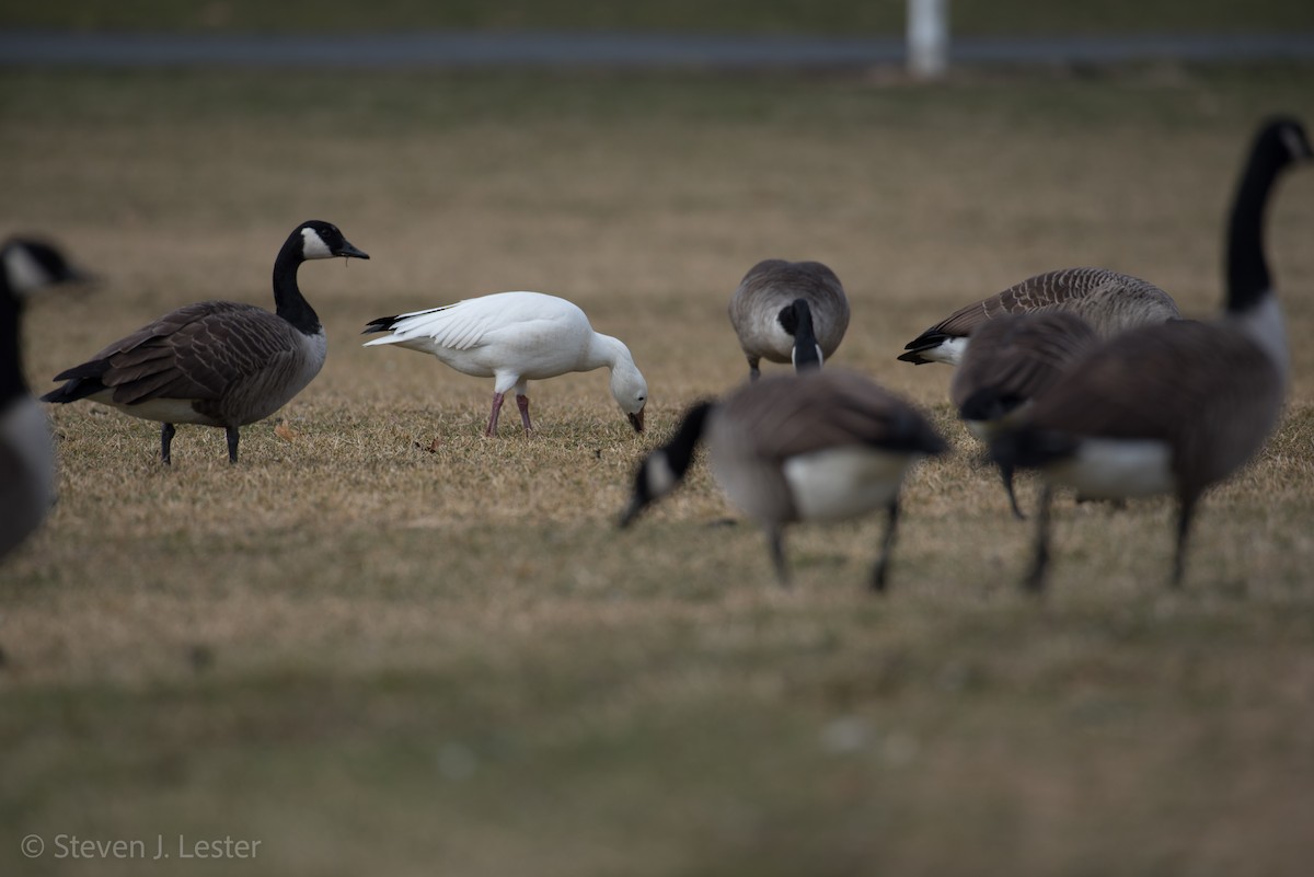 Snow Goose - ML46152611