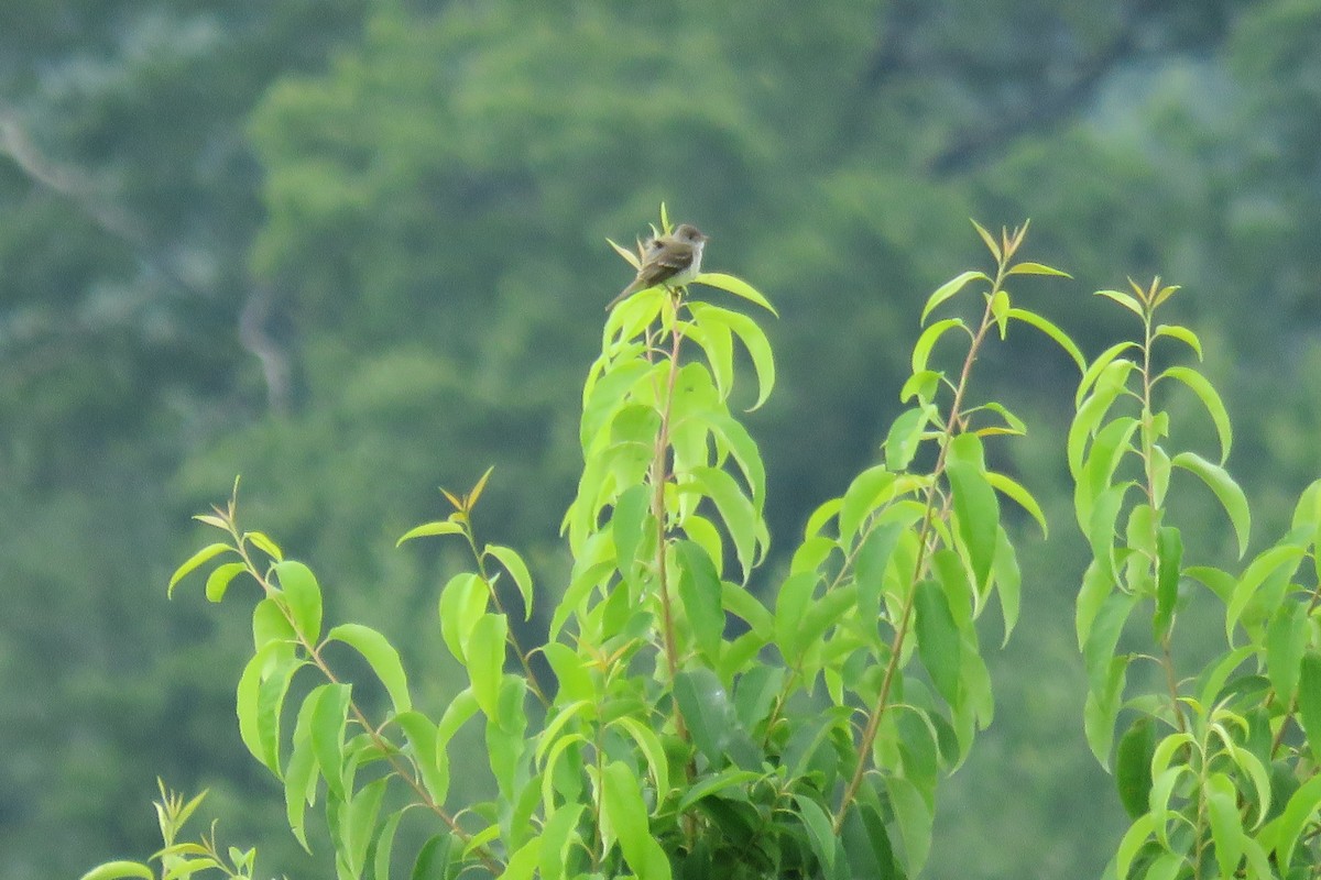 Willow Flycatcher - Sarah Faulkner