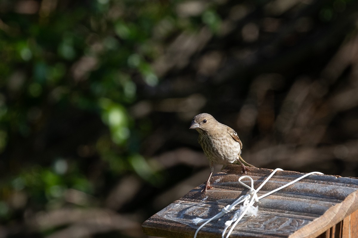 Common Rosefinch - Kate Persons