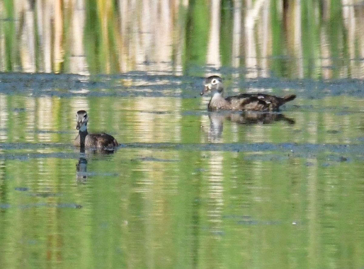 Wood Duck - ML461530921