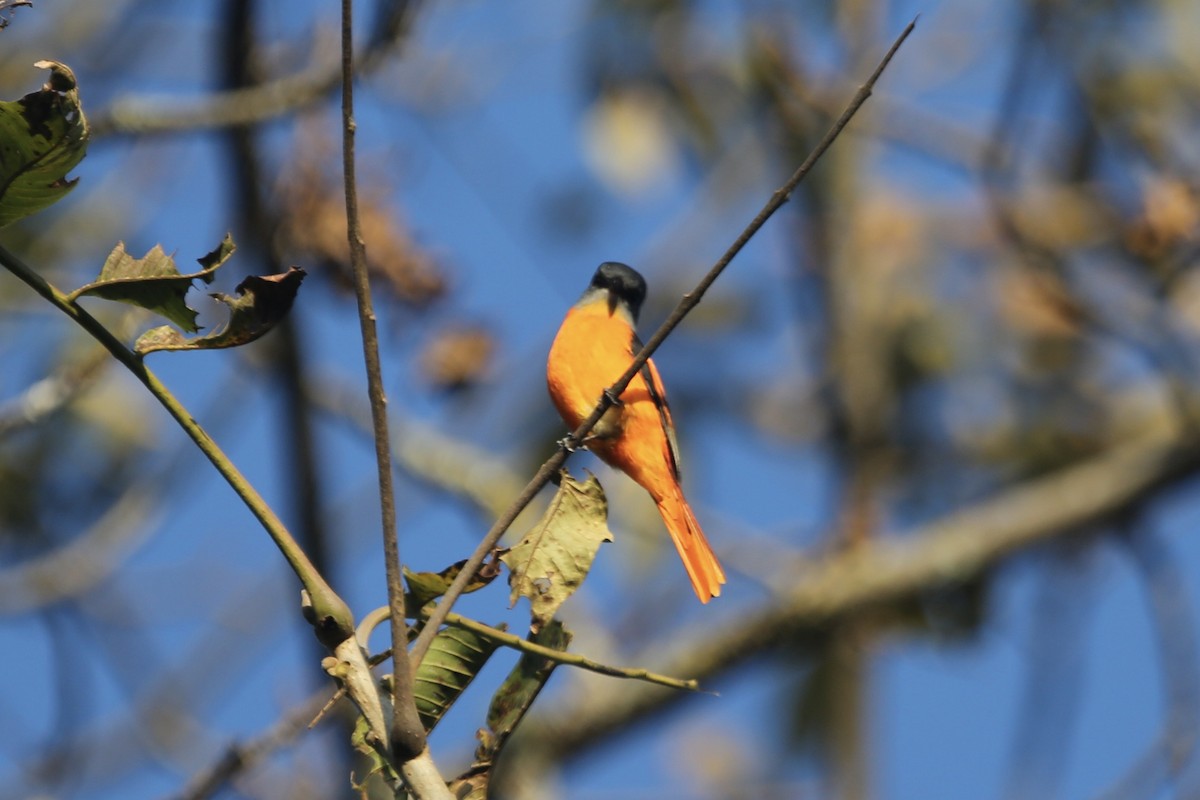 Gray-chinned Minivet - Gil Ewing