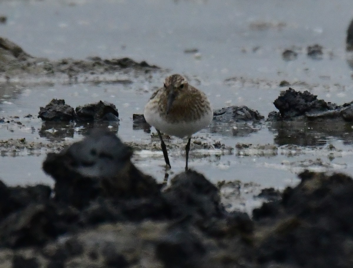 Baird's Sandpiper - ML461534531