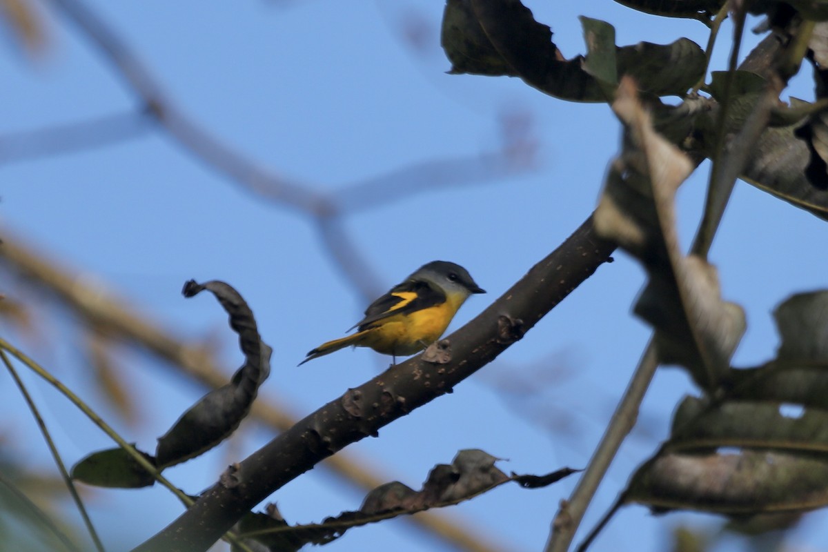 Minivet Gorjigrís - ML461534571