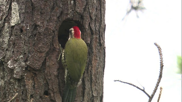 Cuban Green Woodpecker - ML461535