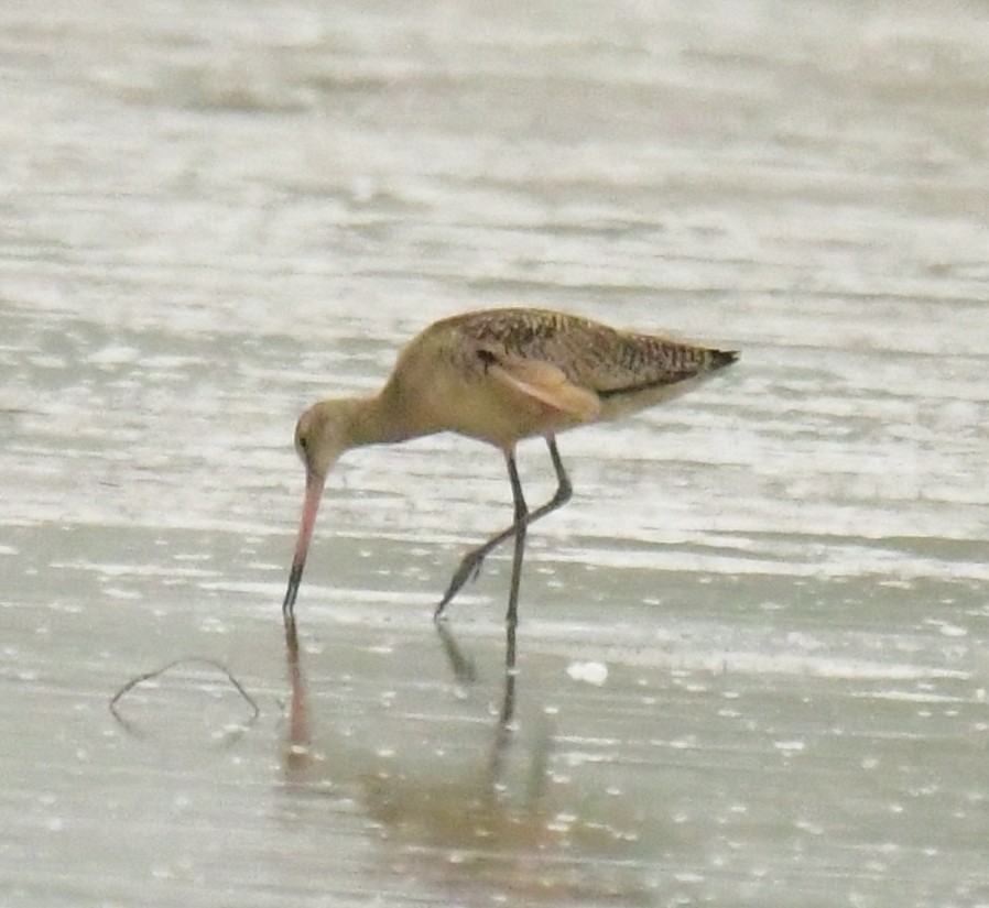 Marbled Godwit - David Chernack