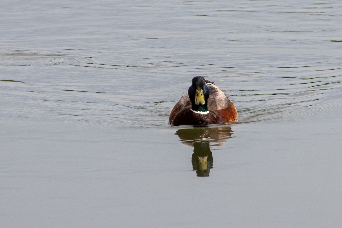 Mallard - ML461537541