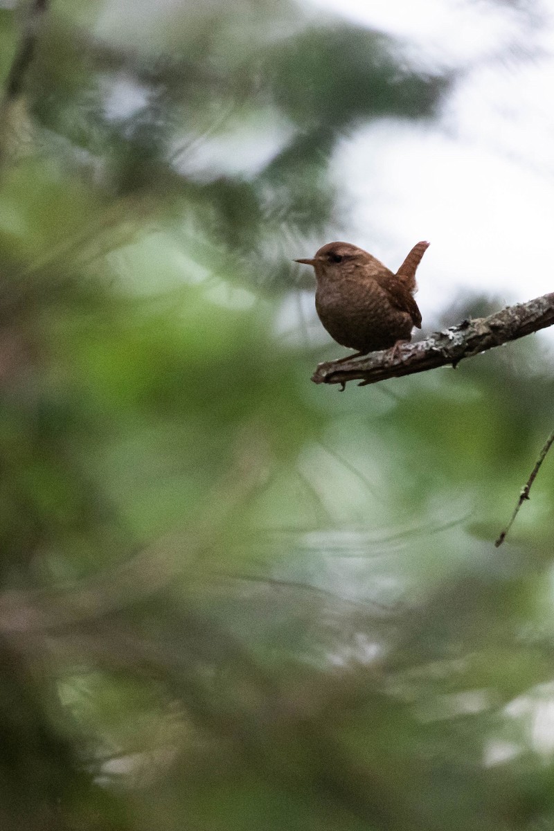 Winter Wren - ML461537781
