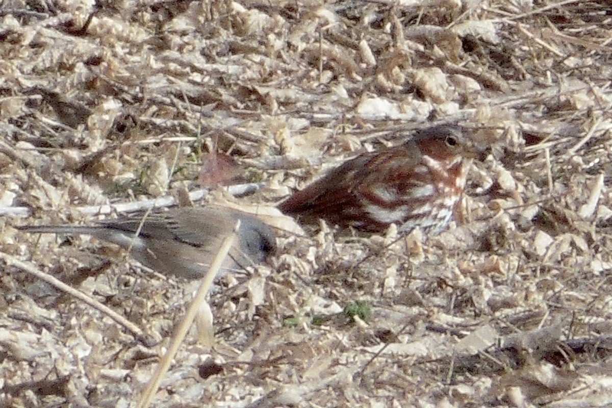 Fox Sparrow (Red) - ML461537851