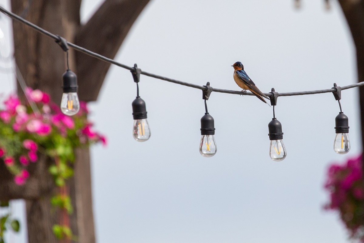 Barn Swallow - Anonymous