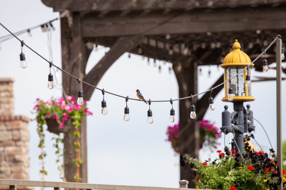 Barn Swallow - ML461537971