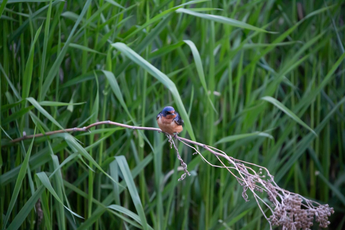 Barn Swallow - ML461537991