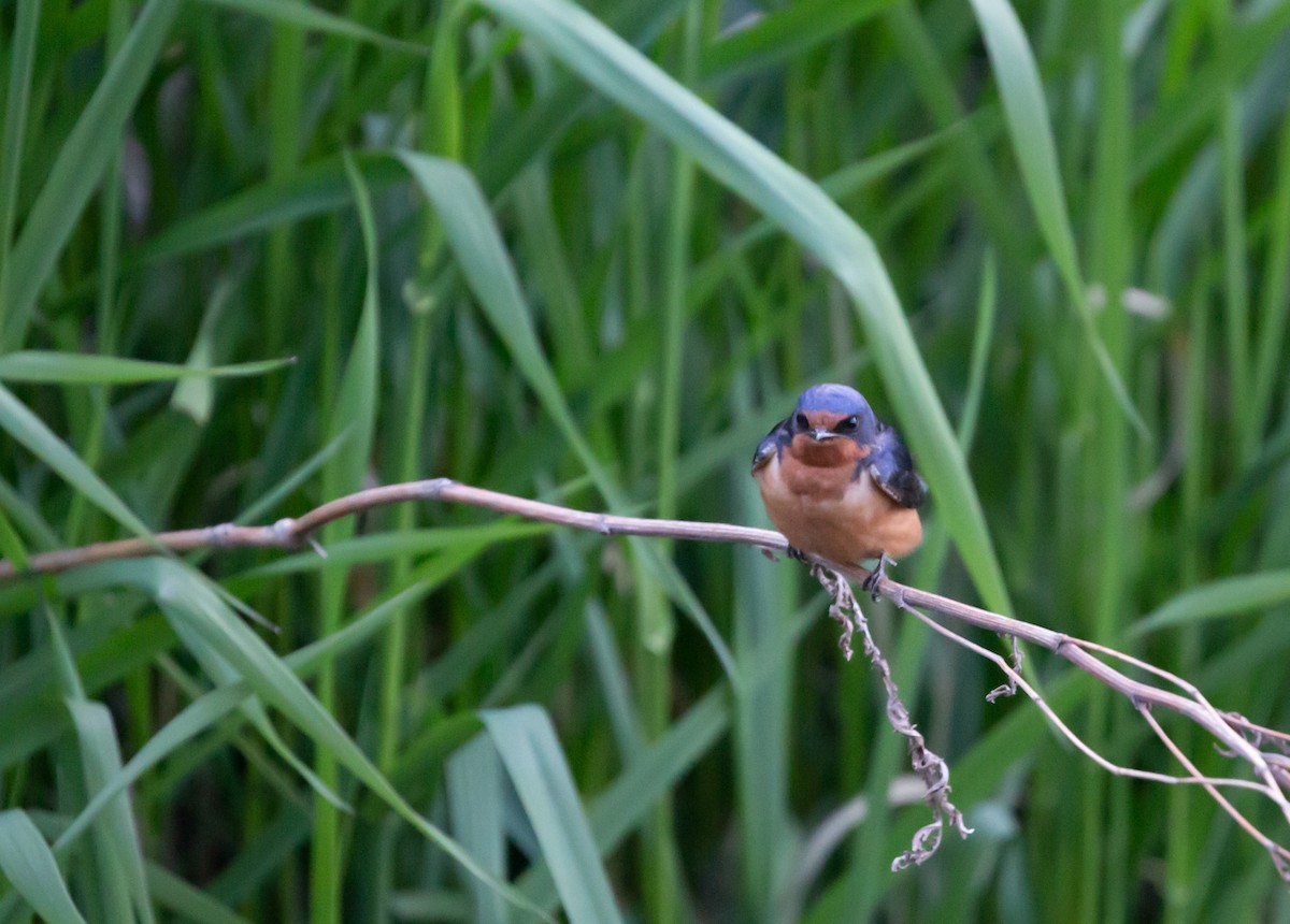 Barn Swallow - ML461538011