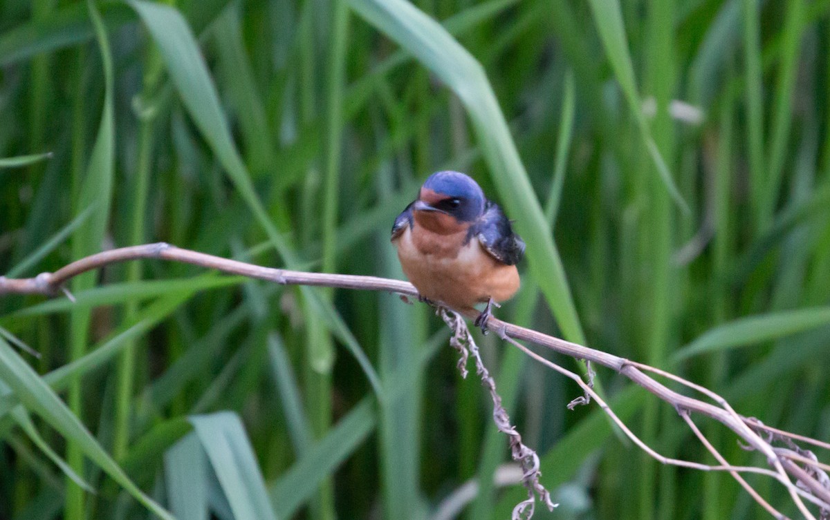 Golondrina Común - ML461538021